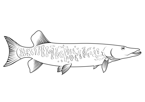 Tiger Muskellunge Coloring Page